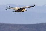 Image. Griffon Vulture