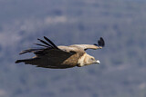 Image. Griffon Vulture