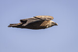 Image. Griffon Vulture