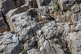 Image. Griffon Vulture