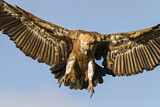Image. Griffon Vulture