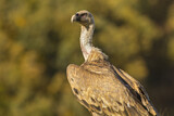 Image. Griffon Vulture