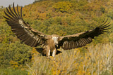 Image. Griffon Vulture