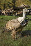 Image. Griffon Vulture