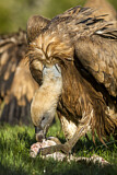 Image. Griffon Vulture