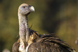 Image. Griffon Vulture