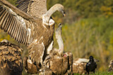 Image. Griffon Vulture