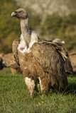 Image. Griffon Vulture