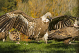 Image. Griffon Vulture