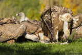 Image. Griffon Vulture