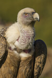 Image. Griffon Vulture