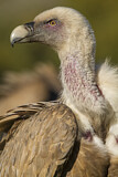 Image. Griffon Vulture