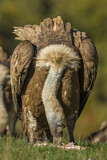 Image. Griffon Vulture