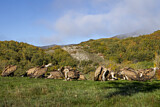 Image. Griffon Vulture