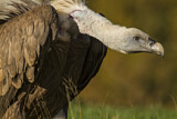 Image. Griffon Vulture