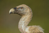 Image. Griffon Vulture