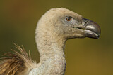 Image. Griffon Vulture
