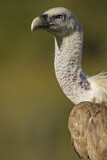 Image. Griffon Vulture