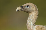 Image. Griffon Vulture