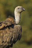 Image. Griffon Vulture