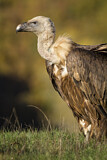 Image. Griffon Vulture