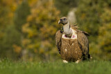 Image. Griffon Vulture