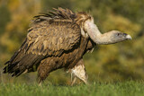 Image. Griffon Vulture