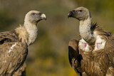 Image. Griffon Vulture