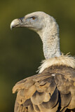 Image. Griffon Vulture