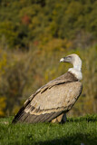 Image. Griffon Vulture