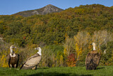 Image. Griffon Vulture