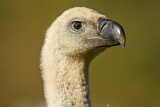 Image. Griffon Vulture