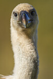 Image. Griffon Vulture