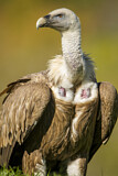 Image. Griffon Vulture