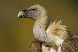 Image. Griffon Vulture