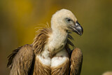 Image. Griffon Vulture