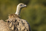 Image. Griffon Vulture