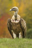 Image. Griffon Vulture