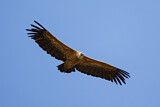 Image. Griffon Vulture