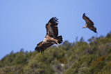 Image. Griffon Vulture