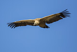 Image. Griffon Vulture