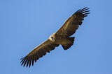 Image. Griffon Vulture