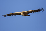 Image. Griffon Vulture