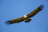 Image. Griffon Vulture