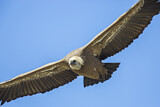 Image. Griffon Vulture