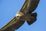Image. Griffon Vulture
