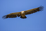 Image. Griffon Vulture