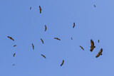 Image. Griffon Vulture
