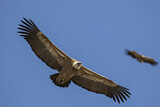 Image. Griffon Vulture