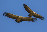 Image. Griffon Vulture
